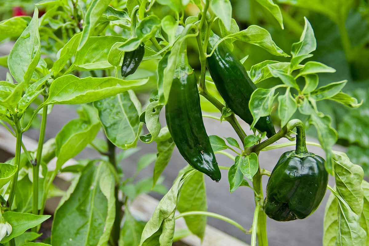 Poblano Pepper