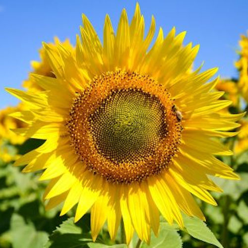 Skyscraper Sunflower